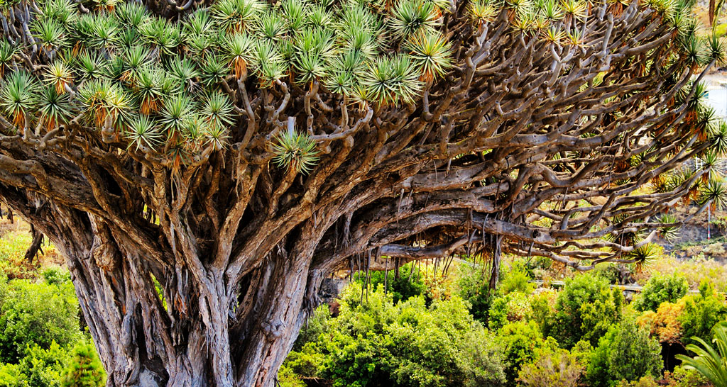 Der Baum der Erkenntnis